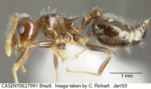 Crematogaster brasiliensis specimen CASENT0627991 image casent0627991_3