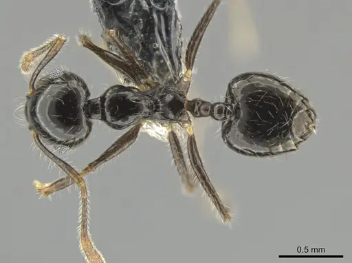 Crematogaster brasiliensis specimen CASENT0649912 image casent0649912_1