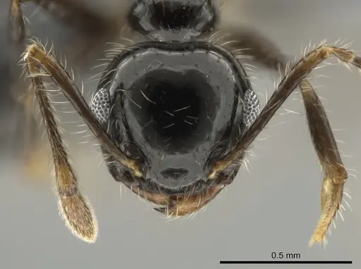 Crematogaster brasiliensis specimen CASENT0649912 image casent0649912_2