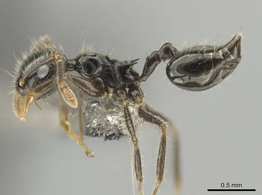Crematogaster brasiliensis specimen CASENT0649912 image casent0649912_3