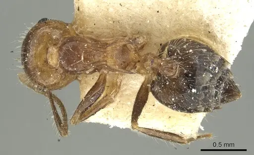 Crematogaster brasiliensis specimen CASENT0902155 image casent0902155_1