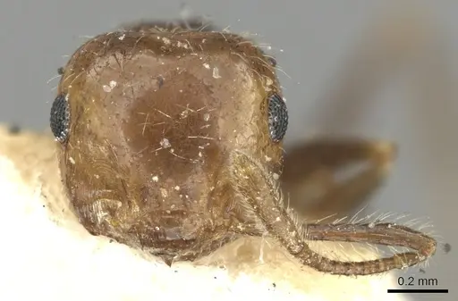 Crematogaster brasiliensis specimen CASENT0902155 image casent0902155_2