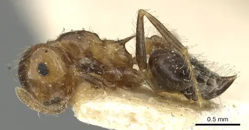 Crematogaster brasiliensis specimen CASENT0902155 image casent0902155_3