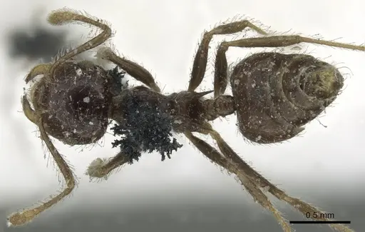 Crematogaster brasiliensis specimen CASENT0902157 image casent0902157_1