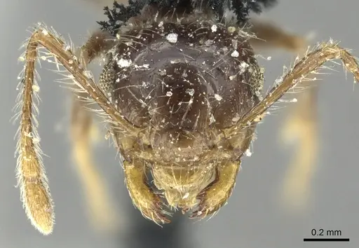 Crematogaster brasiliensis specimen CASENT0902157 image casent0902157_2