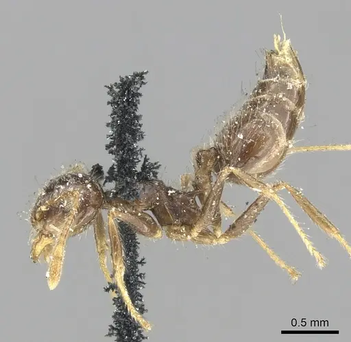 Crematogaster brasiliensis specimen CASENT0902157 image casent0902157_3