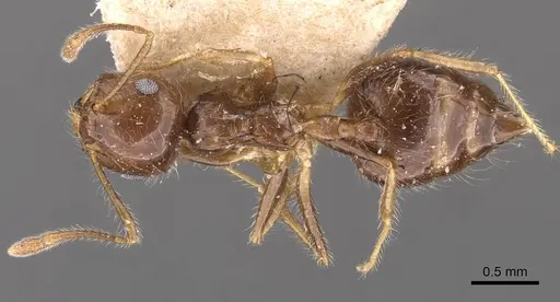 Crematogaster brasiliensis specimen CASENT0908432 image casent0908432_1