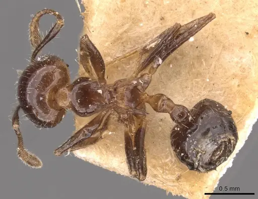 Crematogaster brasiliensis specimen CASENT0908433 image casent0908433_1