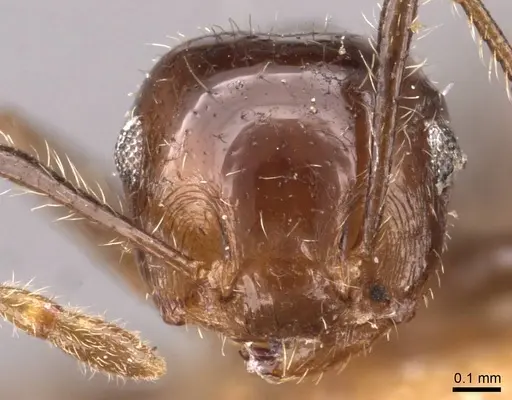 Crematogaster brasiliensis specimen CASENT0908433 image casent0908433_2