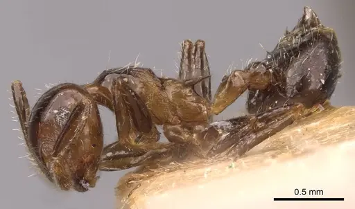 Crematogaster brasiliensis specimen CASENT0908433 image casent0908433_3