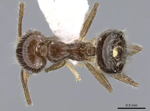 Crematogaster brasiliensis specimen CASENT0914550 image casent0914550_1