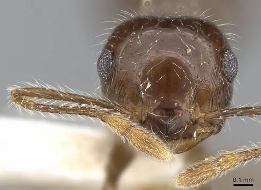 Crematogaster brasiliensis specimen CASENT0914550 image casent0914550_2