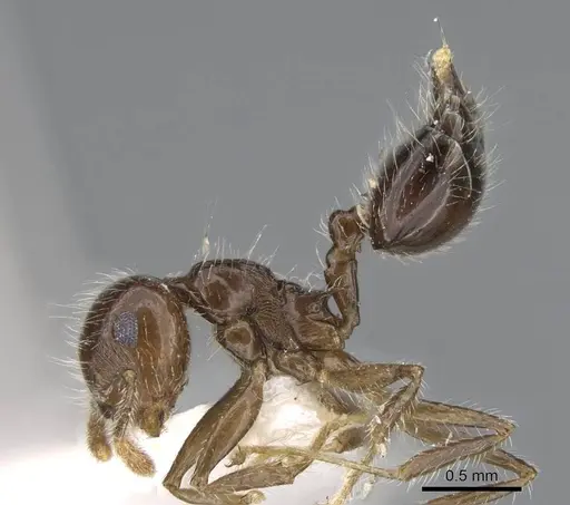 Crematogaster brasiliensis specimen CASENT0914550 image casent0914550_3