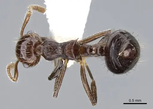 Crematogaster brasiliensis specimen CASENT0914551 image casent0914551_1