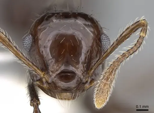 Crematogaster brasiliensis specimen CASENT0914551 image casent0914551_2