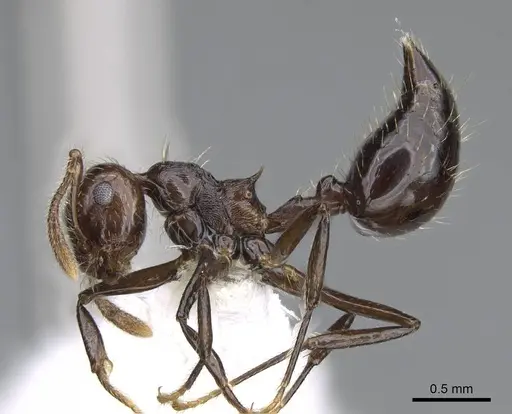 Crematogaster brasiliensis specimen CASENT0914551 image casent0914551_3