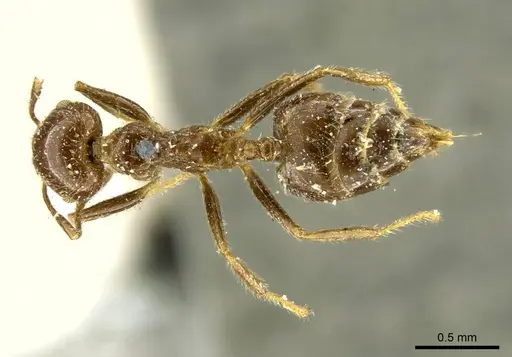 Crematogaster brasiliensis specimen CASENT0916119 image casent0916119_1