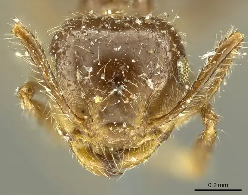 Crematogaster brasiliensis specimen CASENT0916119 image casent0916119_2