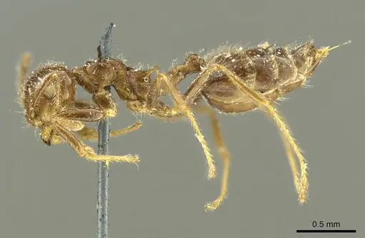 Crematogaster brasiliensis specimen CASENT0916119 image casent0916119_3