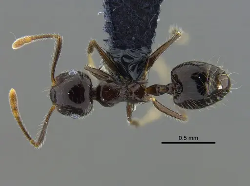 Crematogaster brasiliensis specimen CBUMAGENT41935 image cbumagent41935_1