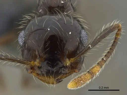 Crematogaster brasiliensis specimen CBUMAGENT41935 image cbumagent41935_2