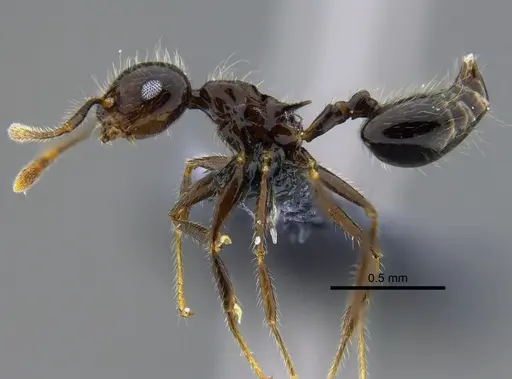 Crematogaster brasiliensis specimen CBUMAGENT41935 image cbumagent41935_3