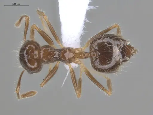Crematogaster brasiliensis specimen ECOFOG-IT14-0797-31 image ecofog-it14-0797-31_1
