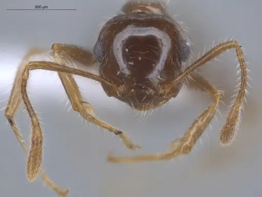 Crematogaster brasiliensis specimen ECOFOG-IT14-0797-31 image ecofog-it14-0797-31_2