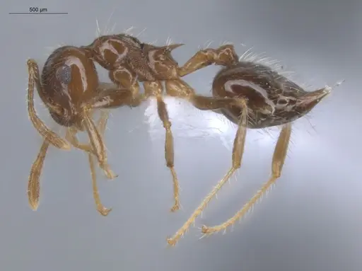 Crematogaster brasiliensis specimen ECOFOG-IT14-0797-31 image ecofog-it14-0797-31_3