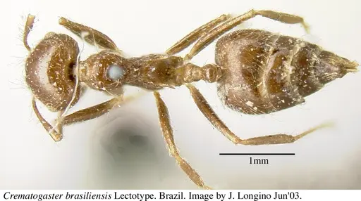 Crematogaster brasiliensis specimen JTL055871 image jtl055871_1