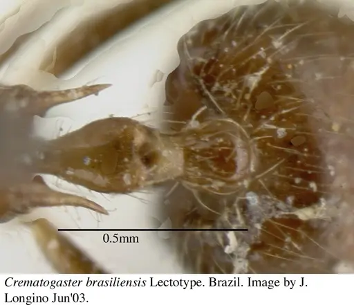 Crematogaster brasiliensis specimen JTL055871 image jtl055871_2