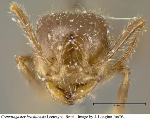 Crematogaster brasiliensis specimen JTL055871 image jtl055871_3