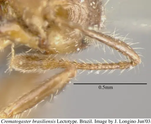 Crematogaster brasiliensis specimen JTL055871 image jtl055871_4