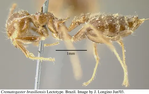 Crematogaster brasiliensis specimen JTL055871 image jtl055871_5