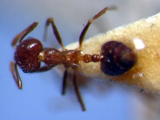 Crematogaster brasiliensis specimen JTL669615 image jtl669615_1