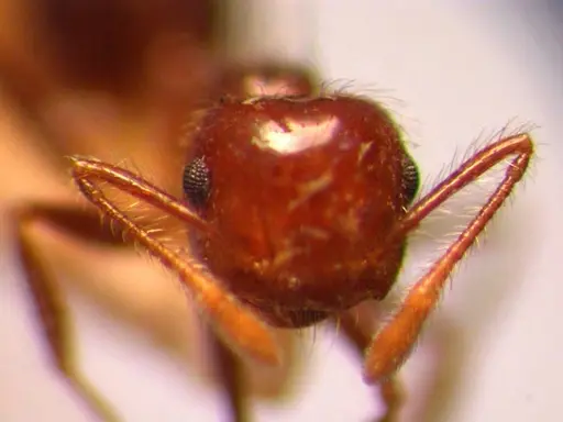 Crematogaster brasiliensis specimen JTL669615 image jtl669615_2