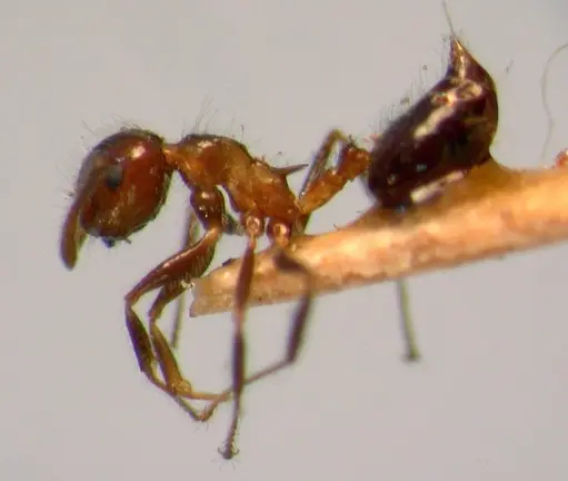 Crematogaster brasiliensis specimen JTL669615 image jtl669615_3