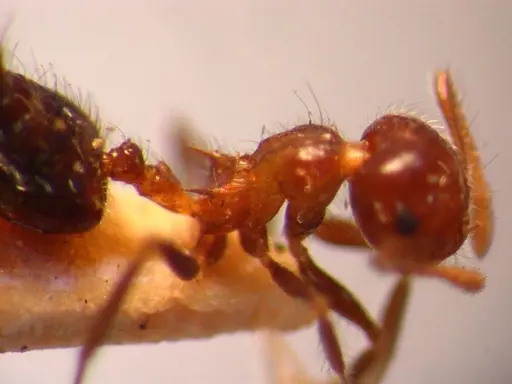 Crematogaster brasiliensis specimen JTL669615 image jtl669615_4