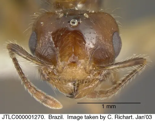 Crematogaster brasiliensis specimen JTLC000001270 image jtlc000001270_1