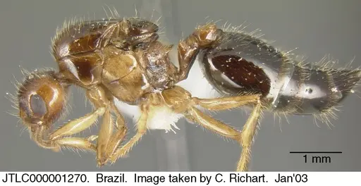 Crematogaster brasiliensis specimen JTLC000001270 image jtlc000001270_2