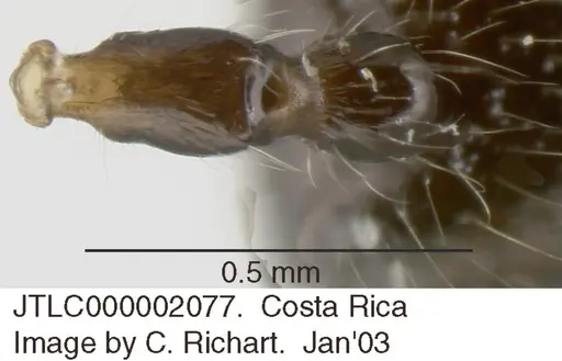 Crematogaster brasiliensis specimen JTLC000002077 image jtlc000002077_1