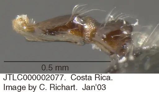 Crematogaster brasiliensis specimen JTLC000002077 image jtlc000002077_2