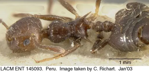 Crematogaster brasiliensis specimen LACM-ENT-145093 image lacm-ent-145093_1