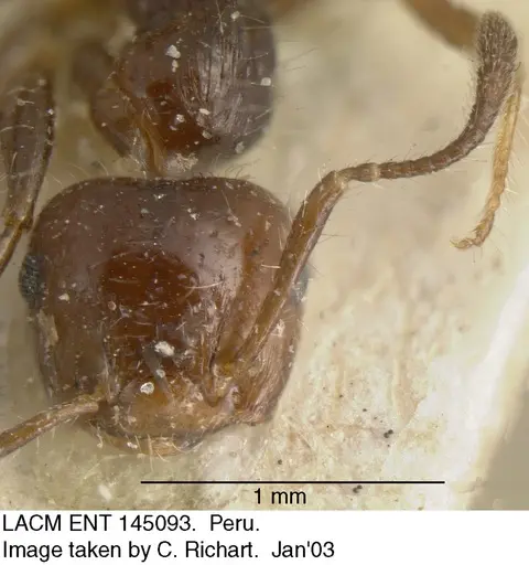 Crematogaster brasiliensis specimen LACM-ENT-145093 image lacm-ent-145093_2