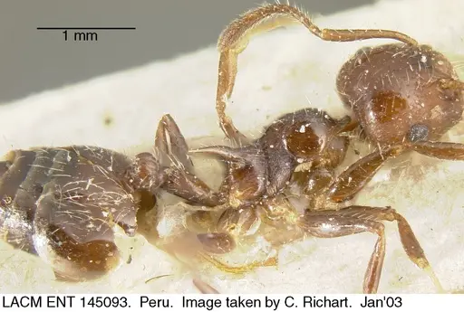 Crematogaster brasiliensis specimen LACM-ENT-145093 image lacm-ent-145093_3