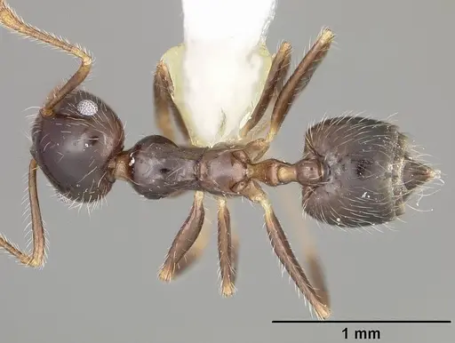 Crematogaster brasiliensis specimen USNMENT00414119 image usnment00414119_1