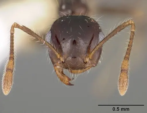 Crematogaster brasiliensis specimen USNMENT00414119 image usnment00414119_2