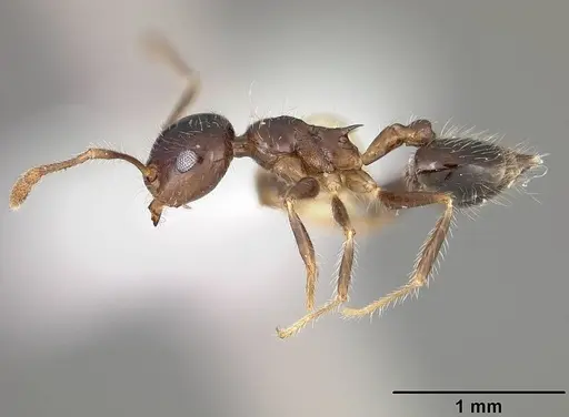 Crematogaster brasiliensis specimen USNMENT00414119 image usnment00414119_3