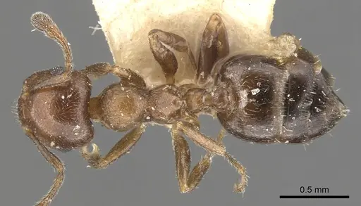 Crematogaster brevidentata specimen CASENT0901467 image casent0901467_1