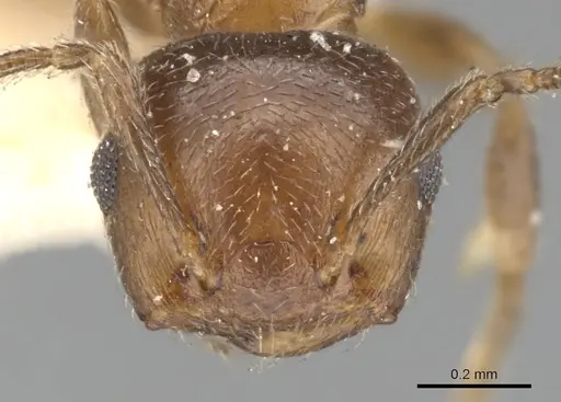 Crematogaster brevidentata specimen CASENT0901467 image casent0901467_2